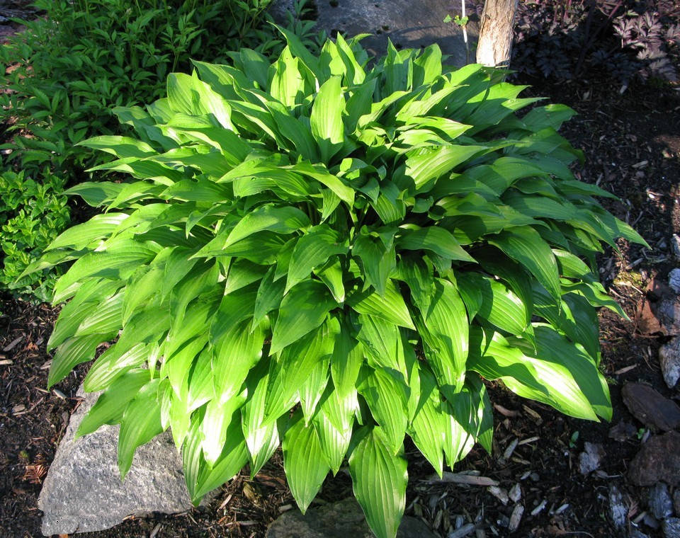 Hosta lancifolia 01.jpg